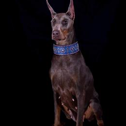 Six - Doberman Pinscher