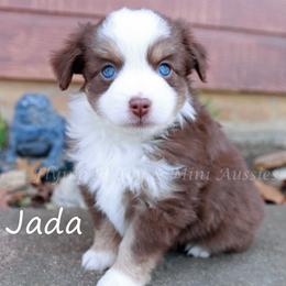 Jada - Red tri female Toy Australian Shepherd puppy in Godley, Texas from Flying H Toy and Mini Aussies