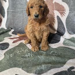 Coral - Apricot female Goldendoodle puppy in Inez, Texas from Heavenly H Doodles