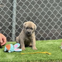 Mellow yellow - Gray and fawn female Cane Corso puppy in Pollock Pines, California from Capitol City Cane Corso