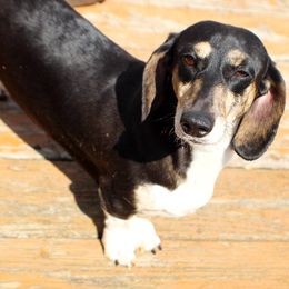 Layla - Dachshund