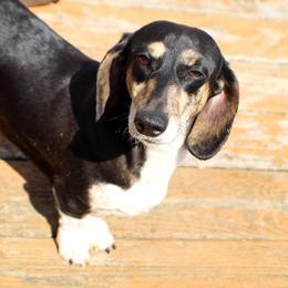 Layla - Dachshund