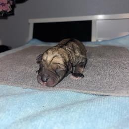 Peanut - Salt and pepper male Miniature Schnauzer puppy in Perris, California from P1 Family Canines