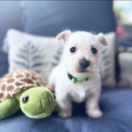 Flint - Green - White male West Highland White Terrier puppy in Toronto, Ohio from Shekinah’s Mi-Kis & Cricket Hill’s Westies