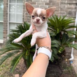 Asher - 4,820 - Blue brindled fawn male Chihuahua puppy in Houston, Texas from The Chihuahua Haus
