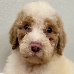 Aussiedoodles from Ridgeway Doodles