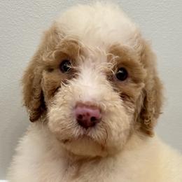 Aussiedoodles from Ridgeway Doodles