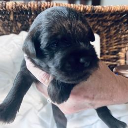 Mr. Grey - Liver male Miniature Schnauzer puppy in Pensacola, Florida from Reservoir Dogs