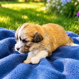 Coco - Chocolate sable male Havanese puppy in Bealeton, Virginia from Sonny's Pups