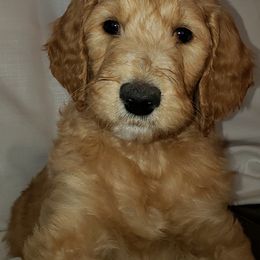 Goldendoodle Puppies from Penny Doodles