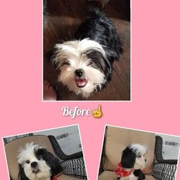 Cookie - Shih Tzu