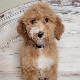 Halo (Purple Collar) - Red  female Goldendoodle puppy in Scurry, Texas from 07 Seven Oaks Goldens and Doodles