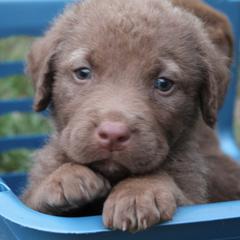 Chesapeake Bay Retriever Puppies from Dead Stream Kennel