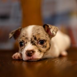 Chihuahua Puppies from Arizona Adventure Chihuahuas