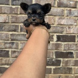 Girl 1 - Black and tan female Yorkshire Terrier puppy in Mobile, Alabama from Ace of Spades Yorkies