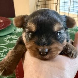 Dolly - Blue and gold female Yorkshire Terrier puppy in Laredo, Texas from TX Yorkies