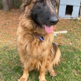 German Shepherds from Williams Haus German Shepherds