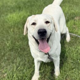 Billy - Labrador Retriever