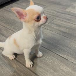 Nico - Cream and white male Chihuahua puppy in Smyrna, Georgia from GeorgiasChihuahuas