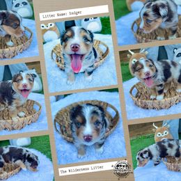 Australian Shepherd and Miniature Australian Shepherd Puppies from Integrity Aussies Tx