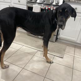 Peanut - Great Dane
