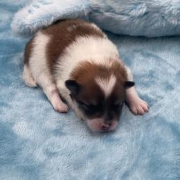 Bailey - Chocolate parti female Pomeranian puppy in Douglas, Georgia from Heartland small breeds