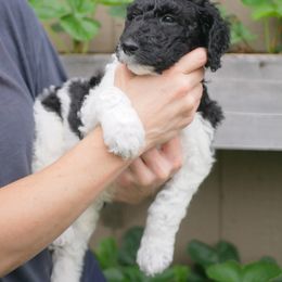 Blue Collar - Parti Goldendoodle puppy in Lakewood, Washington from Grit City Goldendoodles