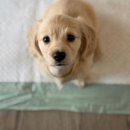 Bliska - Dachshund