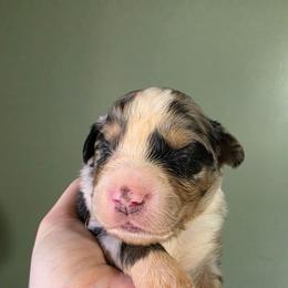 Rook - Blue merle male Australian Shepherd puppy in London, Kentucky from Kenmont Kennels