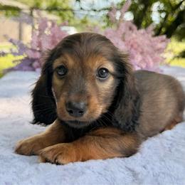 Teddy - shaded long hair - Sable male Dachshund puppy in Lakeland, Florida from Elite Doxies Florida