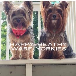 Yorkshire Terriers from Happy Healthy Yorkies