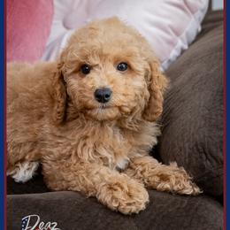 Armani - Red male Cockapoo puppy in Connersville, Indiana from Deaz Doodle Ranch