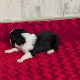 Solo - Black tri male Miniature Australian Shepherd puppy in Lufkin, Texas from Texas Lil Cowdogs