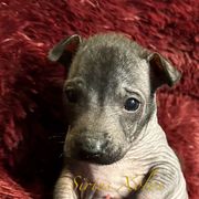 Huitzilli - Xoloitzcuintli puppy from Sirius Xolos