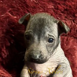 Huitzilli - Xoloitzcuintli puppy from Sirius Xolos