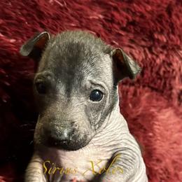 Huitzilli - Xoloitzcuintli puppy from Sirius Xolos