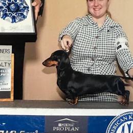 Dachshunds from Dreamin Dachshunds