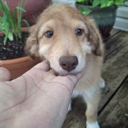 Aussiedoodle and Miniature Australian Shepherd Puppies from Aussies Acre