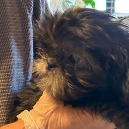 Izzy - Black and white female Shih Tzu puppy in Victorville, California from Precioustzus