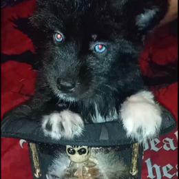 Siberian Husky Puppies from Blue Moon Siberian Husky Haven