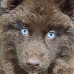 Cayenne - Brown and white female Siberian Husky puppy in East Tawas, Michigan from BurnsBerg's Woolies