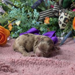 Girl 4 - Merle female Shihpoo puppy in Delphos, Ohio from Route 66 Poodles & Doodles, Sapphire Shih-tzu's of Ohio