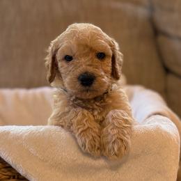 Marley - Cream male Goldendoodle puppy in Fayetteville, Arkansas from Mountain Grove Doodles