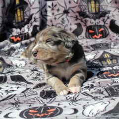 Bowser - Sporty Mix puppy in Menasha, Wisconsin from Kreger's K9s