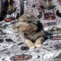 Bowser - Sporty Mix puppy in Menasha, Wisconsin from Kreger's K9s