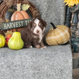 Wynonna - Red tri female Miniature Australian Shepherd puppy in Gainesboro, Tennessee from Family Tradition