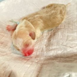 Double Doodle Puppies from Doubles Family