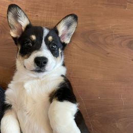 Akita, American Corgi, Cardigan Welsh Corgi, and Great Pyrenees Puppies from WeVolution Off-Grid