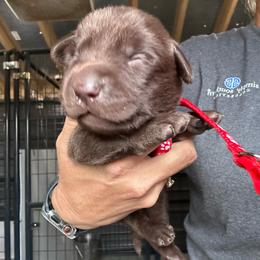 Red - Chocolate male Labrador Retriever puppy in Newton Grove, North Carolina from Wayalife Labradors & Gsp’s