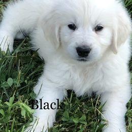 Golden Retriever Puppies from Reel Ridge Farm